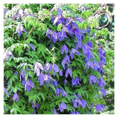 Клематис альпийский (княжик) Джиска