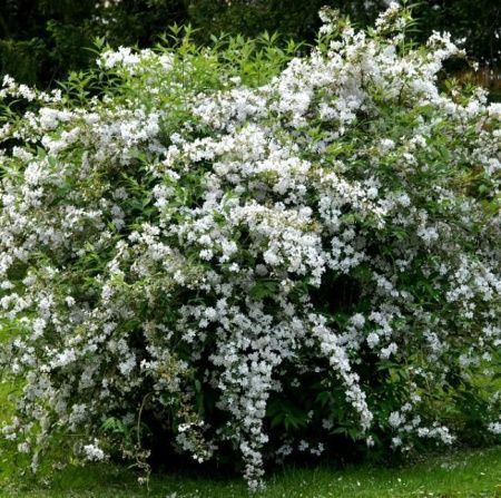 Дейция шершавая Кандидиссима