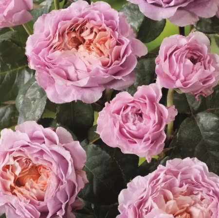 Роза чайно-гибридная Айсфогель (Eisvogel)