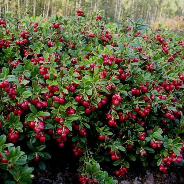 Брусника обыкновенная Коралл