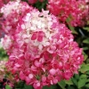 Гортензия метельчатая Пинк Даймонд