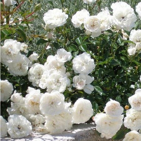 Роза флорибунда Уайт Джем (White Gem)