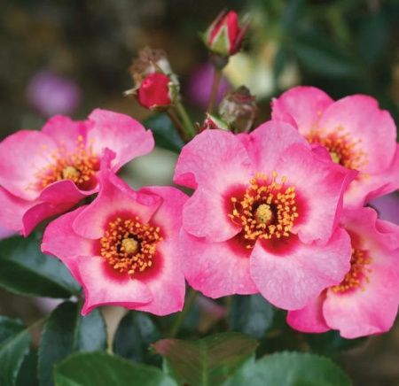 Роза гибрид Айс Он Ми (Eyes on Me)