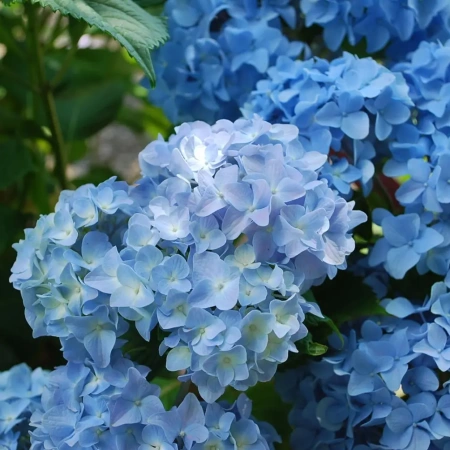Гортензия крупнолистная Никко Блю