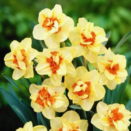 Луковицы Нарцисс Дабл Фэшен (5 шт), размер 10/12