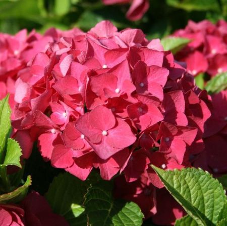 Гортензия крупнолистная Ред Барон