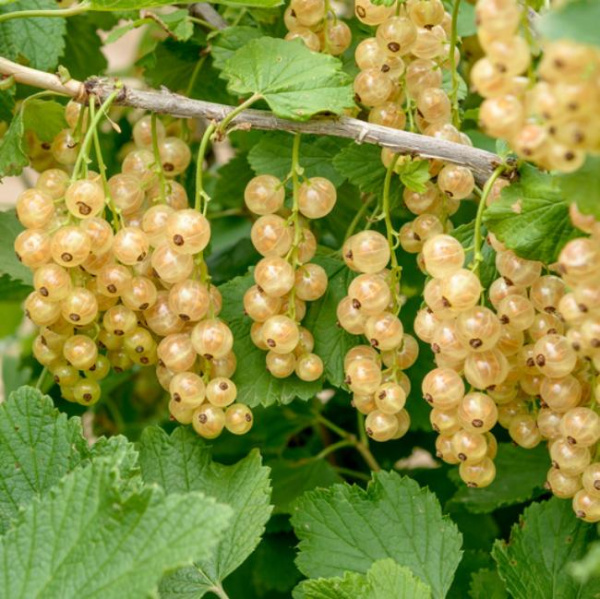 Смородина Вердавия