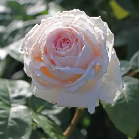 Роза грандифлора Мадам Анизет (Madame Anisette)