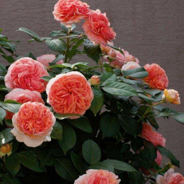Роза чайно-гибридная Чиппендейл (Chippendale)