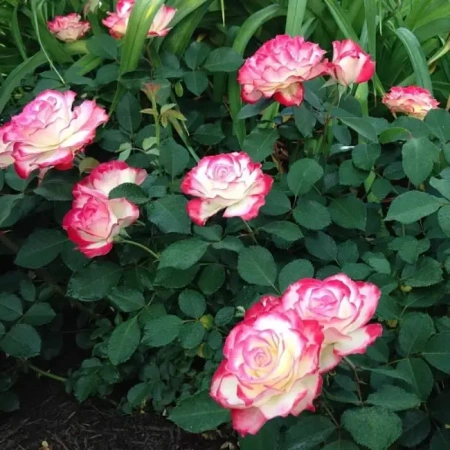 Роза чайно-гибридная Дабл Делайт (Double Delight)