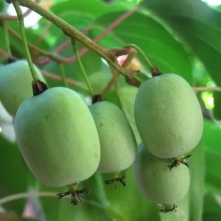 Актинидия Крупноплодная Киевская (жен)