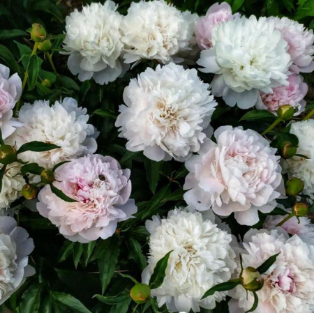 Пион молочноцветковый Алерти