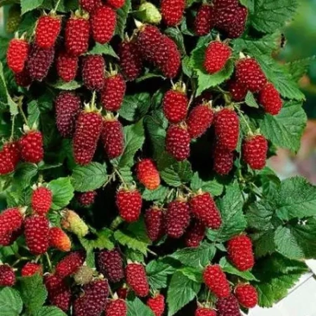 Ежемалина Логанберри 