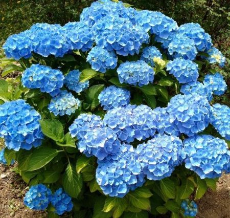 Гортензия крупнолистная Никко Блю