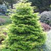 Пихта Кавказская Нордмана