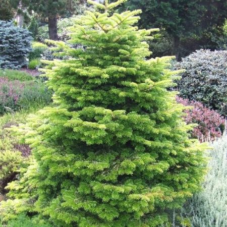 Пихта Кавказская Нордмана