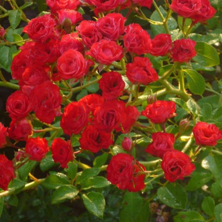 Роза шраб Скарлет Мейяндекор (Scarlet Meillandecor)