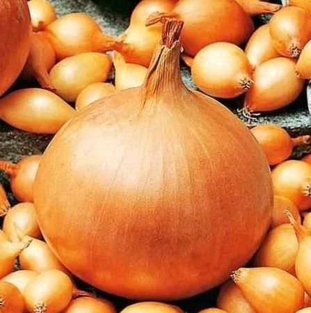 Лук-севок Сеттон (10-17 мм) 100 г