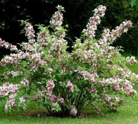 Дейция гибридная Кодсалл Пинк