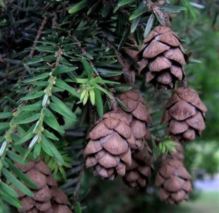Тсуга канадская Мэни Конес