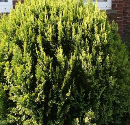 Кипарисовик Лавсона Алюмиголд