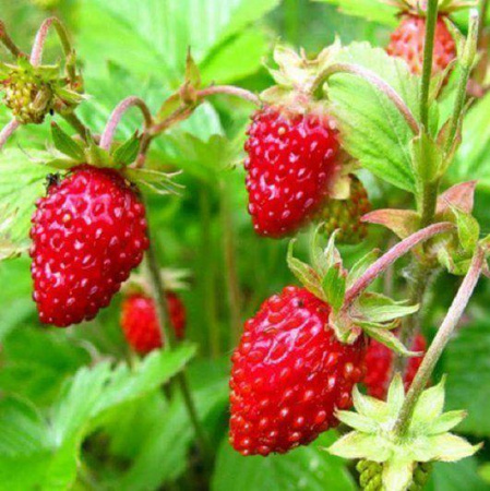 Земляника ремонтантная Руяна 