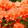 Азалия Японская Гейша Оранж