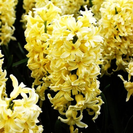 Луковицы Гиацинт Сити оф Харлем (3 шт), размер 14/15