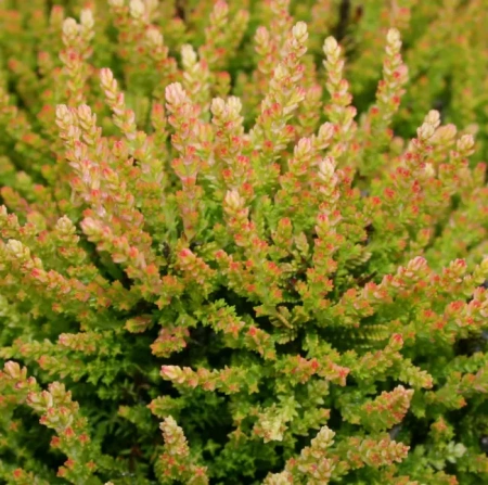 Вереск обыкновенный Винтер Шоколад