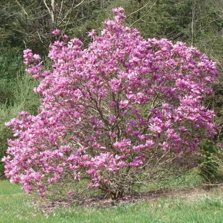 Магнолия Пинки