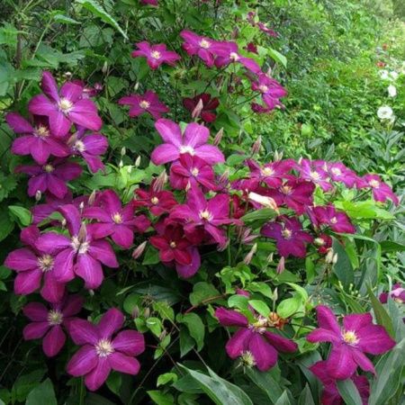 Клематис Волюцея