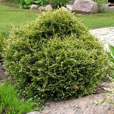 Туя Западная Столвик