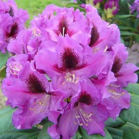 Рододендрон  Распутин