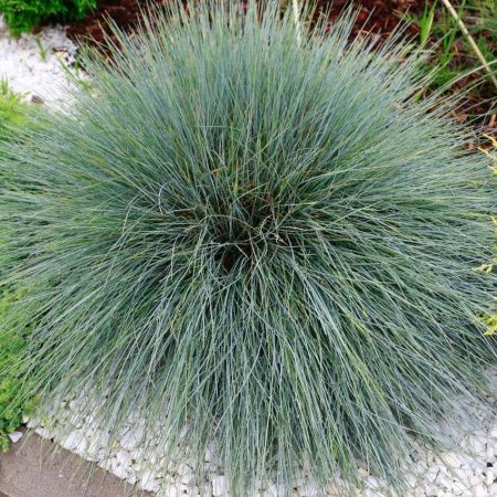 Овсяница Голубая