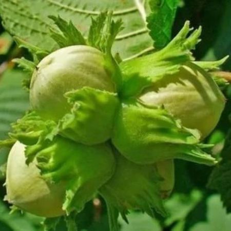 Фундук "Галле"