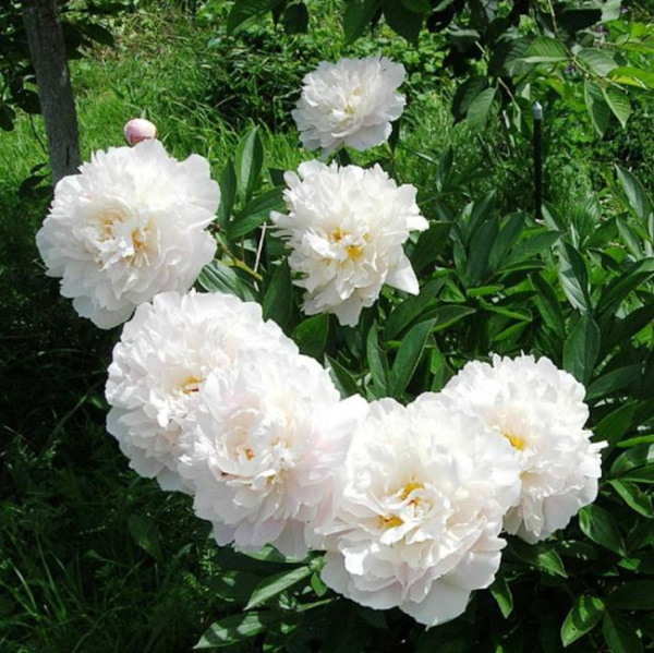Пион молочноцветковый Гардения