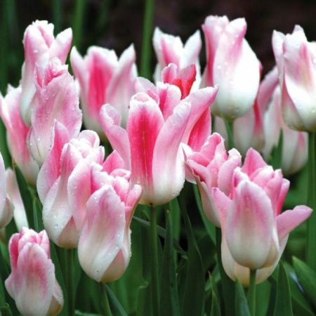 Луковицы Тюльпан Холланд Чик (5 шт), размер 10/11