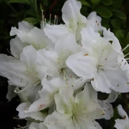 Азалия (рододендрон тупой) Шниструм