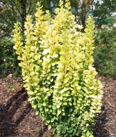 Барбарис Тунберга Голден Пиллар