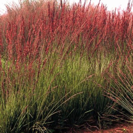 Молиния голубая Морхекс