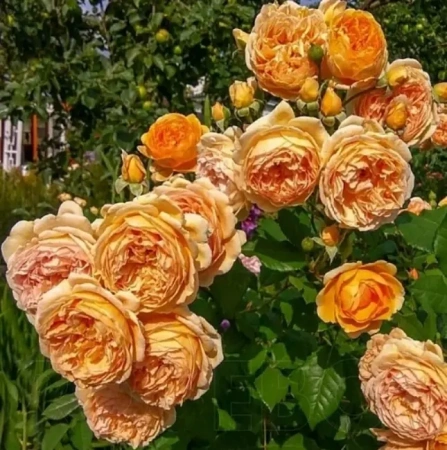 Роза срезочная Каралуна (Caraluna)