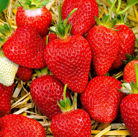 Клубника Альба 