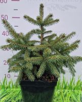Ель Шероховатая