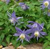 Клематис альпийский (княжик) Джиска