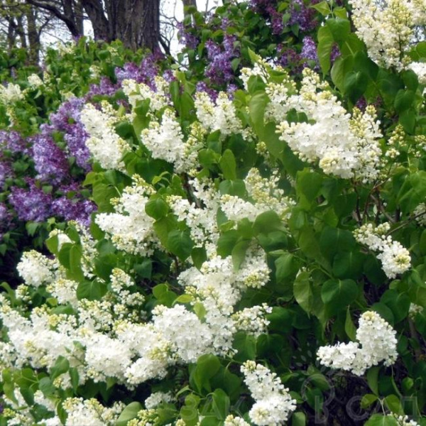 Сирень обыкновенная Лебедушка