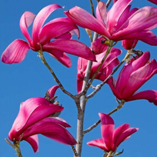 Магнолия Спектрум