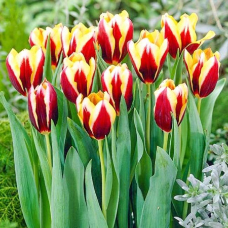 Луковицы Тюльпан Гэвота (5 шт), размер 10/11