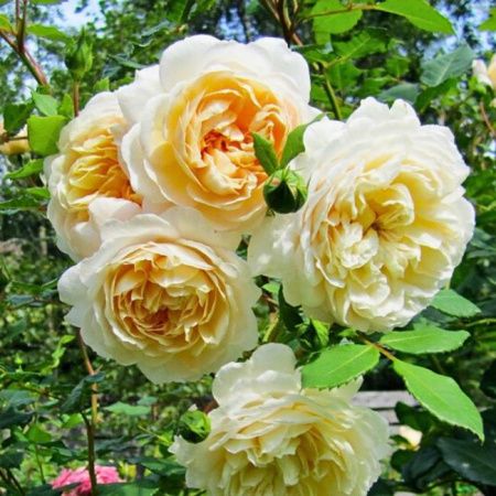 Роза шраб Крокус Роуз (Crocus Rose)