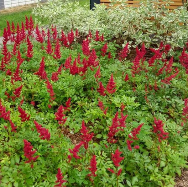 Астильба арендса Фанал