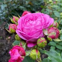 Роза флорибунда Лилак Топаз (Lilac Topaz)
